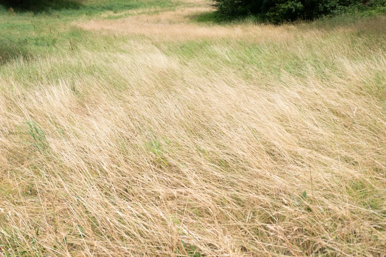 BIOTOPE IN BERLIN — Bild 2